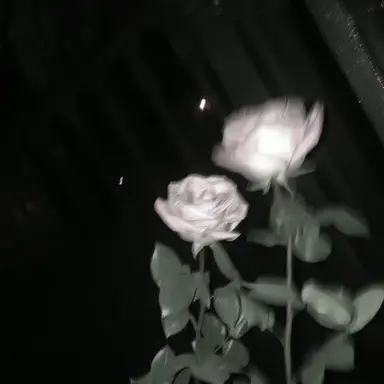 Profile image of Sangwon