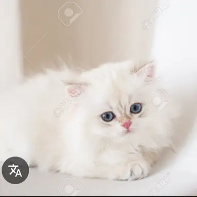 Profile image of 餅