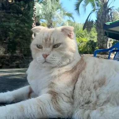 Profile image of 백현