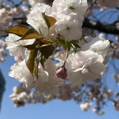 Profile image of 鳥飼　羽季
