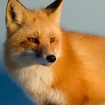Profile image of 여우