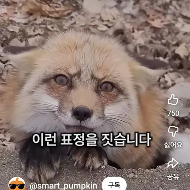 Profile image of 여우