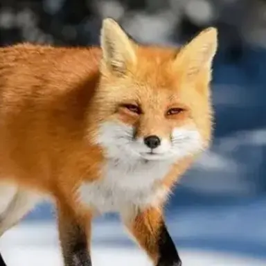 Profile image of 여우
