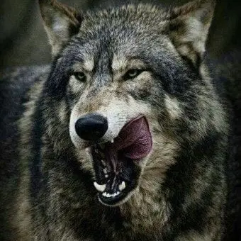 Profile image of 이늑대