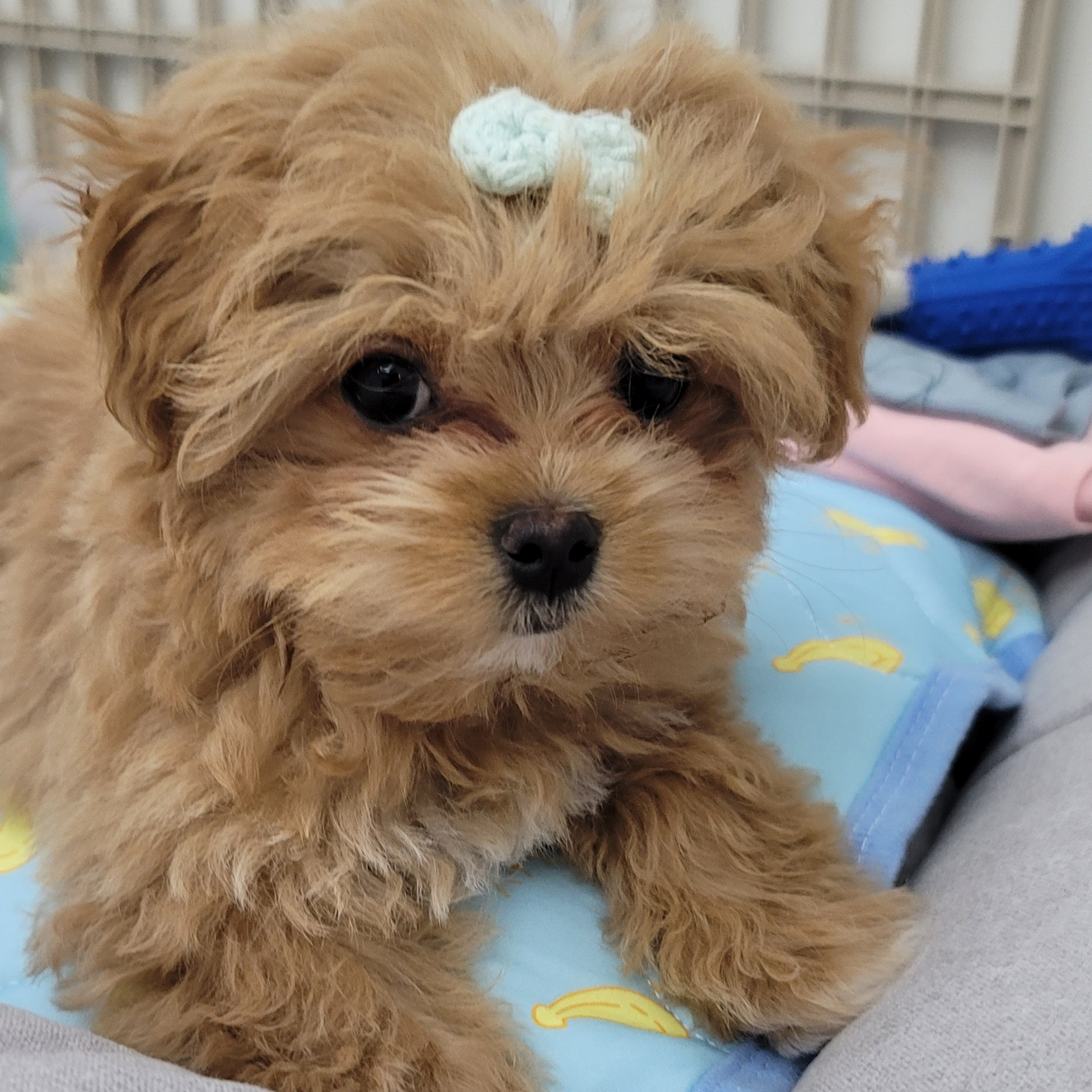 헌트릭스와 사자보이즈가 수영을! 대표 이미지
