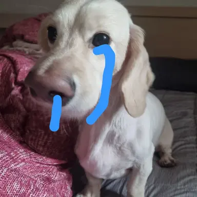 Profile image of 여우