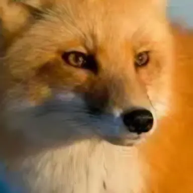 Profile image of 여우