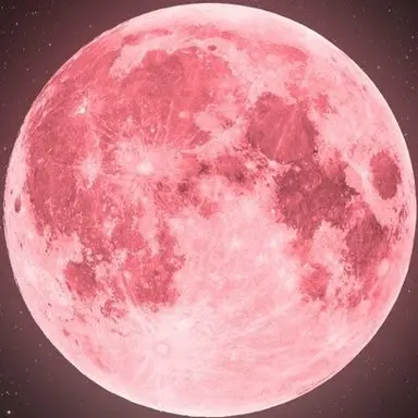 Profile image of 타이가
