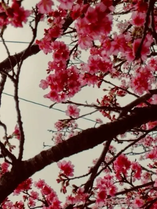 SGO__의 그대는 살고자 한 것이 아니라