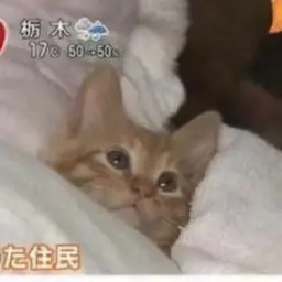DottedMist5200의 ねこ