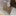 ねこ