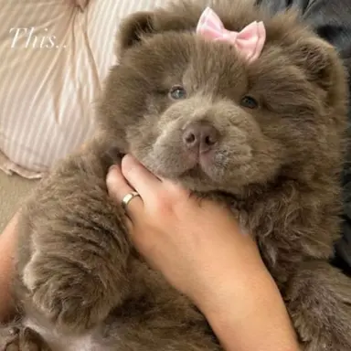 Profile image of Bear