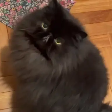 Profile image of Luna