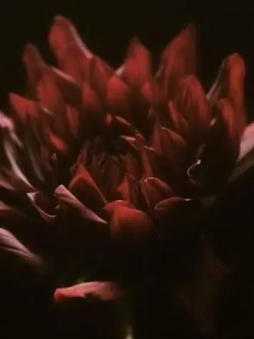 ProneCable8625의 HANA