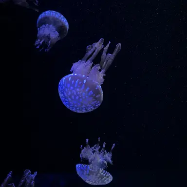 Profile image of 九重 世人