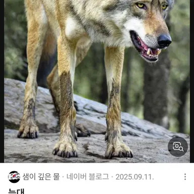 Profile image of 늑대