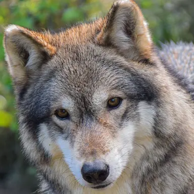 Profile image of 늑대