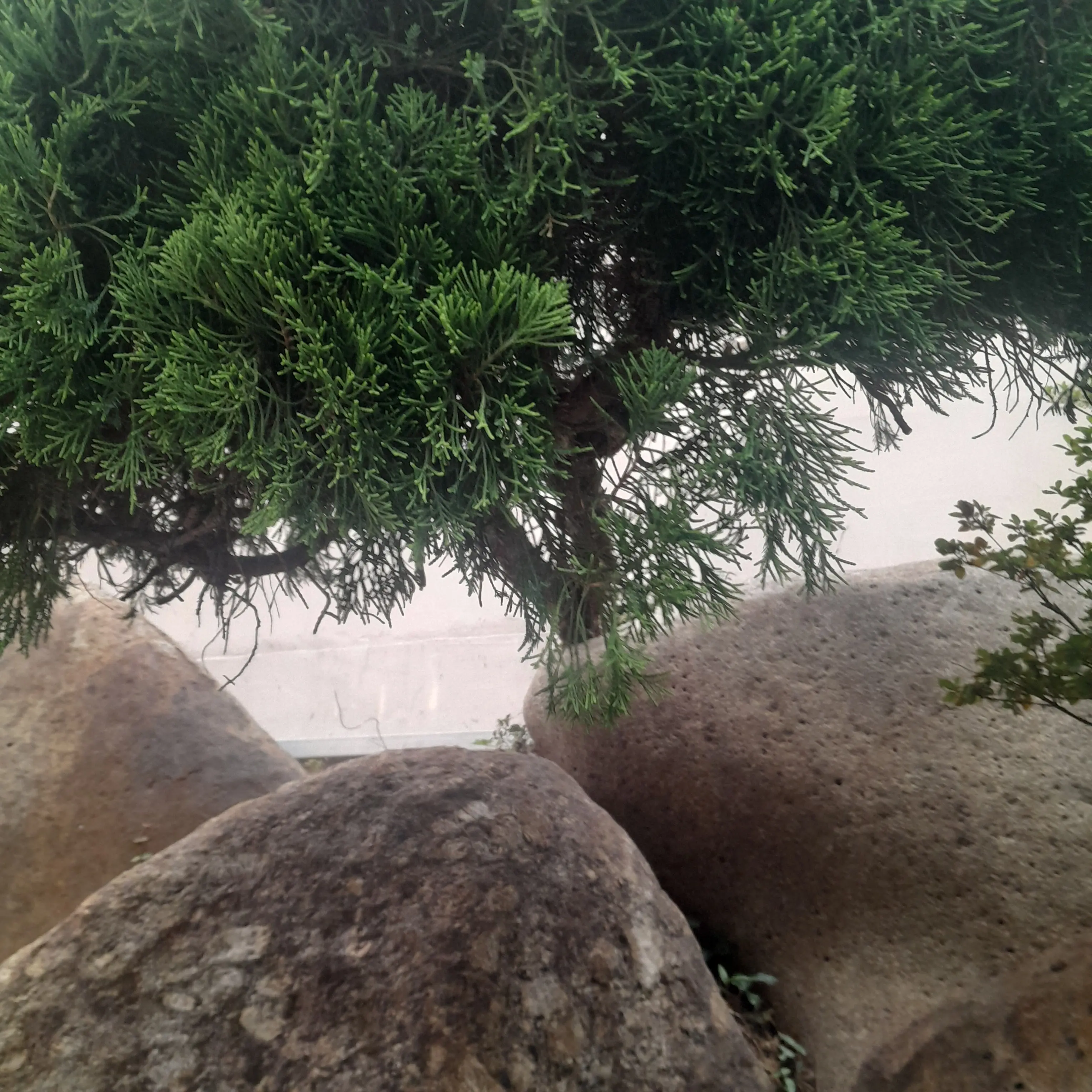 DullTakin6492의 정공룡