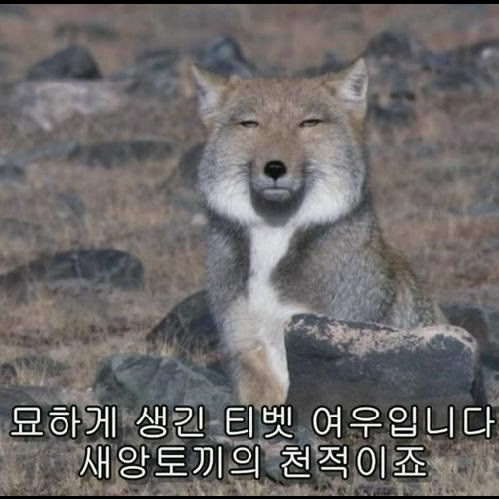 포세학교(수학여행)(늑대+여우) 대표 이미지