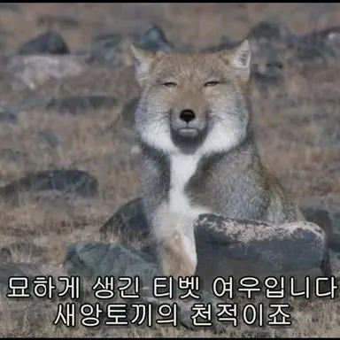 Profile image of 여우