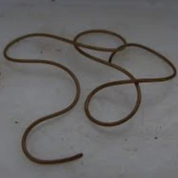 연가시