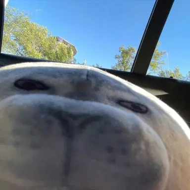 Profile image of Hachi