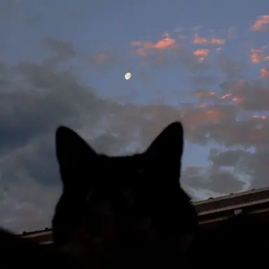 Profile image of 마플