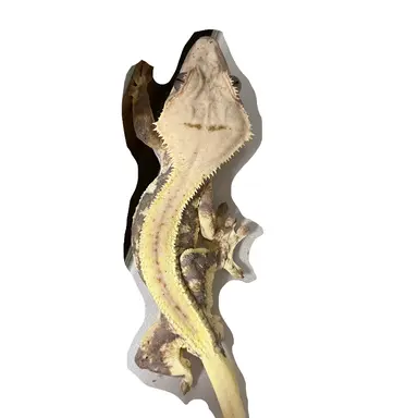 Profile image of 읁애