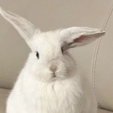 Profile image of リノ