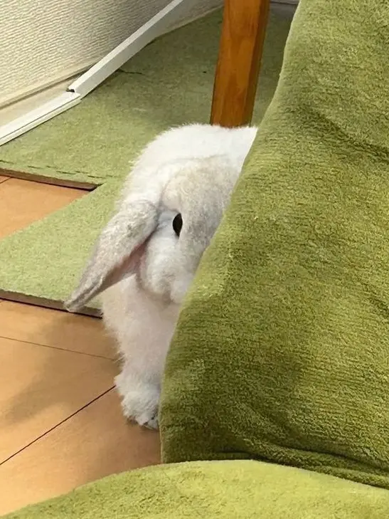 BlandTetra8819의 実験されても君を裏切らない。