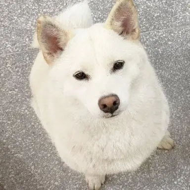 Profile image of 코루