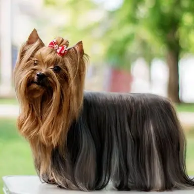 Profile image of 치이리