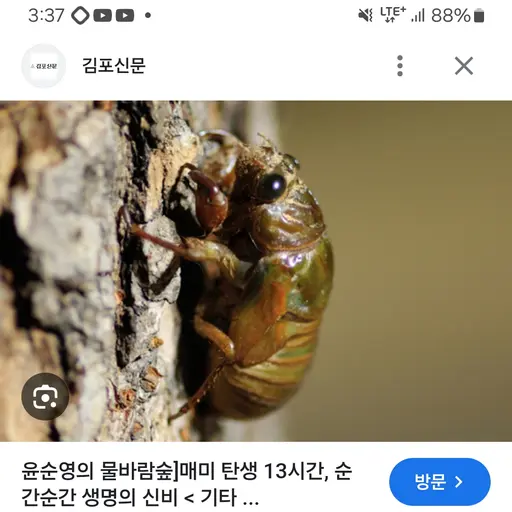 Loluge의 매미 유충 RPG