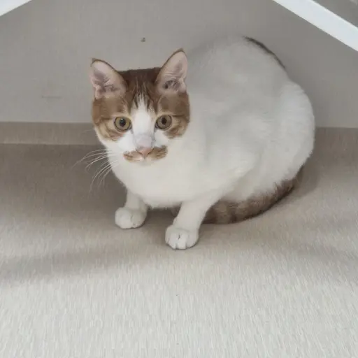 RowdyWall6713의 꽁냥이