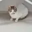 꽁냥이