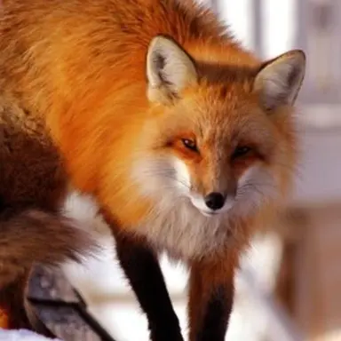 Profile image of 여우