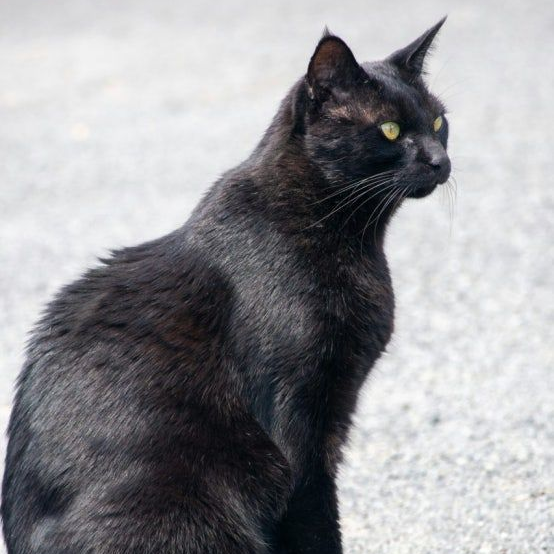 고양이와 감자 연애이야기 🐈‍⬛🥔 대표 이미지