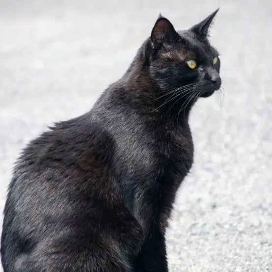 SadNerve6503의 고양이와 감자 연애이야기 🐈‍⬛🥔