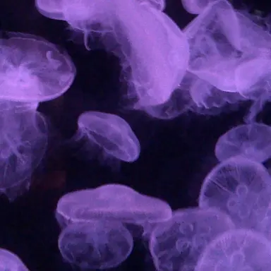 Profile image of 月雲了