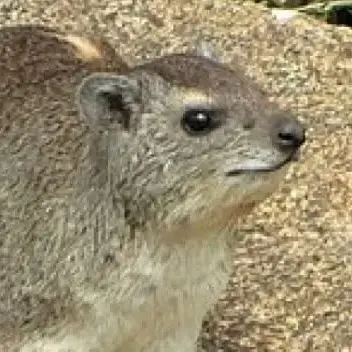 Profile image of 늑대