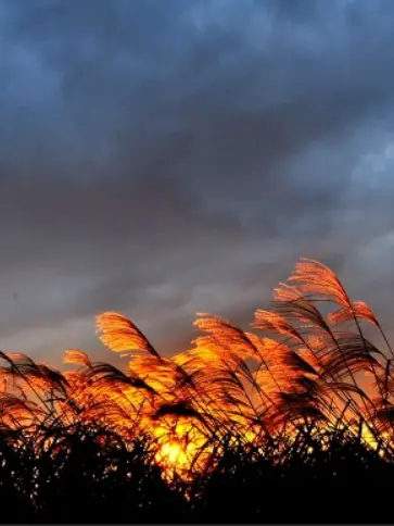 SkinnyPuli2447의 최호윤