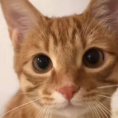 Profile image of 리노
