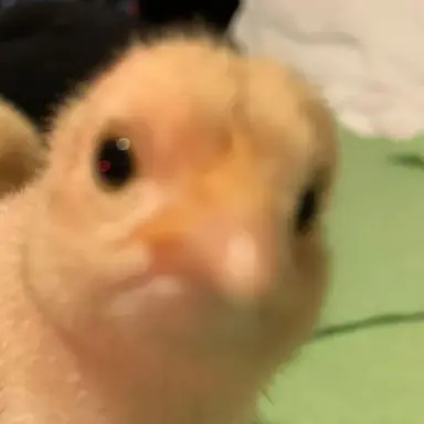 Profile image of 필릭스
