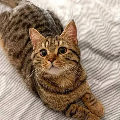 Profile image of Gremlin