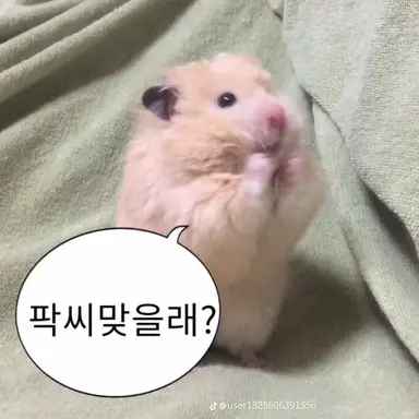 Profile image of 여우