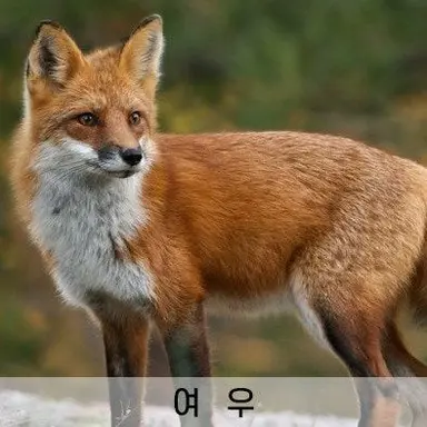 Profile image of 여우