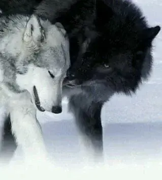 Profile image of Fenrir