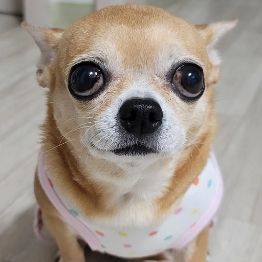 삼순이