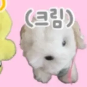 Profile image of 크림