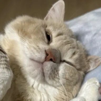 Profile image of みーくん